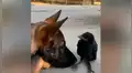 Un perro y un pequeño cuervo sorprenden al mantener una singular amistad [VIDEO]