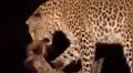 YouTube viral: leopardo captura a mono bebé y lo que hace con el animal sorprende al mundo [VIDEO]