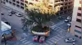 Trasladan árboles gigantes de cientos de años sin dañarlos [VIDEO]