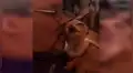 Su esposo no deseaba perros en casa y lo descubre en conmovedora escena con su nueva mascota [VIDEO] 