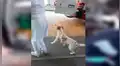 Perro no quería dejar solo a su dueño y lo espera por horas en la puerta del hospital [VIDEO]