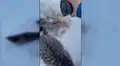 Hombre utiliza su café caliente para rescatar a tres gatos atrapados en el hielo [VIDEO]