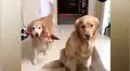 Perro le ‘lleva flores’ a su pareja y las tierna escena conmueve a todos [VIDEO]
