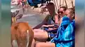 Facebook viral: veraneantes se topan con ciervo que ingresó a paradisíacas playas y hace lo impensado [VIDEO]