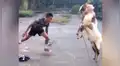 Chico pelea con una cabra y protagonizan particular enfrentamiento [VIDEO]