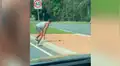 Ayuda a pato a cruzar la pista para que vuelva con su familia y desenlace sorprende a todos [VIDEO]