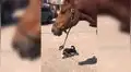 Pequeño perro es captado paseando a un enorme caballo como si fuera su dueño [VIDEO]