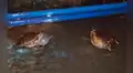 Facebook viral: brutal pelea entre dos ranas por una hembra en celo tiene desolador final [VIDEO] 