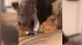 Joven buscaba a su gato y lo encuentra en el lugar menos pensado [VIDEO] 