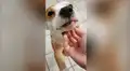 Intenta hacer sonreír a su perro y se lleva terrible susto [VIDEO]