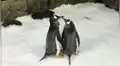 Pareja de pingüinos homosexuales se convierten en padres al adoptar un huevo abandonado por su madre [VIDEO]