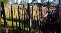 En YouTube, agricultor es captado mientras tiene sexo con vaca [VIDEO]