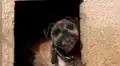 Perro vivió 11 años encadenado y sus propietarios se negaban a darlo en adopción 