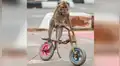 Monos que sufren de maltrato animal se venden a 5 dólares en lugar turístico [FOTOS]