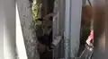 Rescatan a perro que quedó atrapado al tratar de ingresar a una vivienda en busca de comida [VIDEO]
