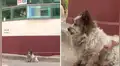 Perro ciego sigue esperando a su dueño que lo abandonó hace 10 años [VIDEO]