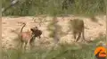 Feroz búfalo hace volar por los aires a hambriento león para rescatar a lagartija de ser devorada [VIDEO]