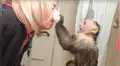 Facebook: Tierno mono hace de doctor y ayuda a su dueña con terrible enfermedad [VIDEO] 