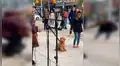 Perro queda impresionado con músico callejero y se niega a irse con su dueña por ver espectáculo [VIDEO]