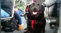 Perrita viaja en bus para jugar con sus ‘amigos’ a diario en parque y regresa sola a casa [VIDEO]