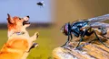 ¿Por qué los perros suelen comer moscas?: conoce la verdadera razón
