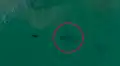 Dron capta el terrorífico encuentro entre feroz tiburón y un distraído lobo marino [VIDEO]