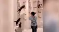 Mujer llama a sus gatos y estos la obedecen con una singular formación [VIDEO]
