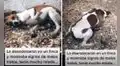 Perrita fue víctima de maltrato, se arrastraba cuando alguien se acercaba y una joven logró rescatarla [VIDEO]