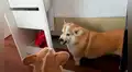 Perro se coloca frente al espejo por primera vez y su reacción genera divertidos comentarios [VIDEO]