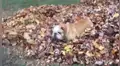 Perro juega con su dueña y elige peculiar lugar para esconderse [VIDEO] 