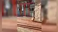 Perrita sigue esperando a su dueña afuera de su negocio, sin saber que ella falleció hace varios días [VIDEO]