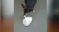 Facebook: ‘educado’ perro callejero pide comida en restaurante y se gana el corazón de miles [VIDEO]