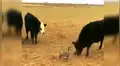 Pato y furiosas vacas protagonizan inesperado encuentro que se vuelve viral en redes [VIDEO]