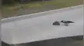 Captan curioso momento en que un cuervo ‘ayuda’ a erizo a cruzar una enorme autopista [VIDEO]