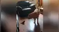 Facebook viral: loro se enfrenta a enorme perro y le enseña quién es el que manda [VIDEO] 