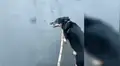 Joven saca pasear a su perro y este le lanza tiernas miradas para demostrarle su cariño [VIDEO] 