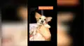 Pensó adoptar un french poodle, pero revela su verdadera raza tiempo después [VIDEO] 