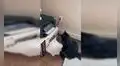 Gato intenta ‘ayudar’ a su dueño y se coloca frente a impresora para esperar por sus documentos [VIDEO] 