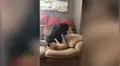 Hombre deja a su perro en compañía de su gato y al regresar los encuentra en tierna escena [VIDEO]  