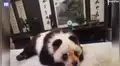 Pensaron que mujer paseaba a oso panda y se sorprendieron al descubrir la verdad [VIDEO]