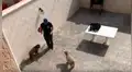 Joven juega tenis con su vecino desde el patio de su casa durante la cuarentena [VIDEO] 
