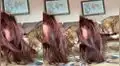 Gato intenta ‘lavar’ el cabello de su dueña y ambos protagonizan conmovedora escena [VIDEO]