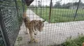 Mujer se reencuentra con tigres que crió de bebés y estos tienen una conmovedora reacción [VIDEO]