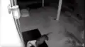 Mujer instala cámara de seguridad afuera de su casa y descubre por qué su perro amaneció golpeado [VIDEO]