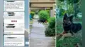 Grupo de vecinos queda en shock al descubrir que perrita robaba sus alfombras