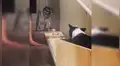 Mujer construye escaleras eléctricas caseras para que sus perros ancianos puedan subir a su habitación [VIDEO]
