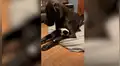 Perro tiene una curiosa reacción luego de conocer a la nueva mascota de su dueño [VIDEO]
