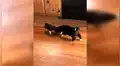 Perro bebé tiene furiosa reacción al ver que su dueña mimaba a sus hermanos [VIDEO]