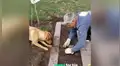 Perro sorprende con su habilidad para ayudar a su dueño a cavar en la tierra y plantar [VIDEO]