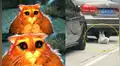 Facebook viral: gatito obeso es descubierto haciendo ejercicios para bajar de peso [VIDEO]